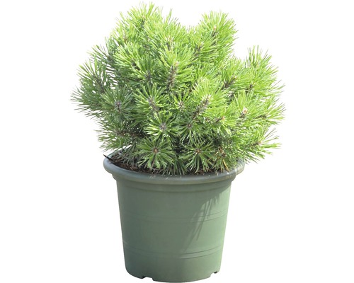 Borovice kleč Botanico Pinus mugo 'Mops' výška 20-25 cm květináč 3,7 l