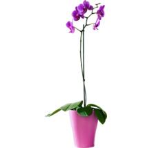 Fialová orchidej v květináči