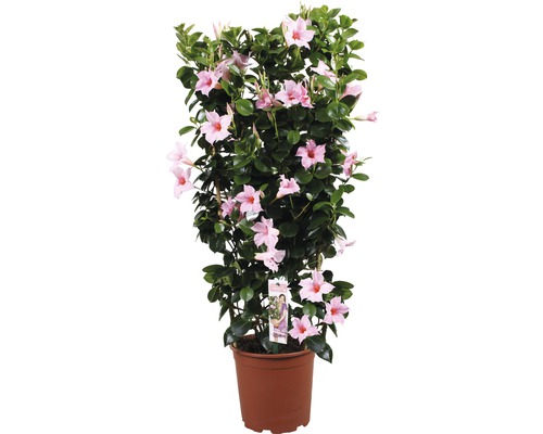 Dipladénie, mandevila na špalíru světle růžová FloraSelf Dipladenia mandevilla celková výška cca 90 cm květináč Ø 21 cm