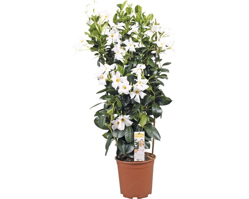 Dipladénie, mandevila na špalíru bílá FloraSelf Dipladenia mandevilla celková výška cca 90 cm květináč Ø 21 cm