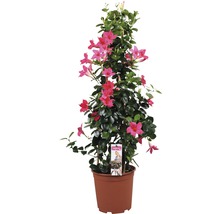 Dipladénie, mandevila FloraSelf Dipladenia mandevilla celková výška cca 90 cm květináč Ø 21 cm růžová