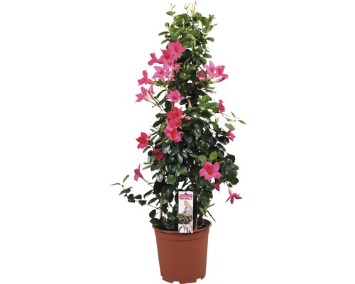 Dipladénie, mandevila FloraSelf Dipladenia mandevilla celková výška cca 90 cm květináč Ø 21 cm růžová