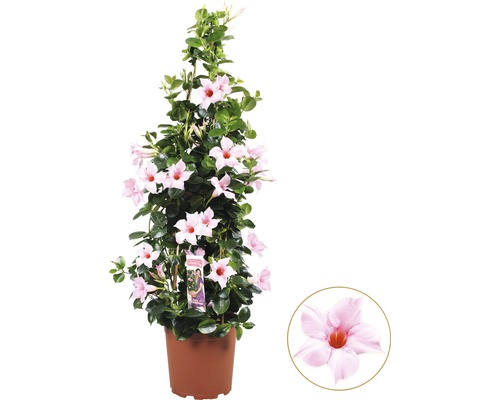 Dipladénie, mandevila na špalíru světle růžová FloraSelf Dipladenia mandevilla celková výška cca 90 cm květináč Ø 21 cm