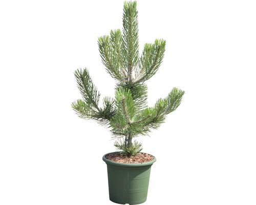 Borovice v květináči