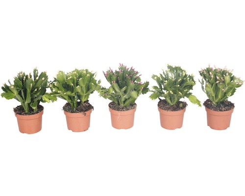 Pět vánočních kaktusů v květináčích