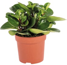 Pepřinec, pepřinec trpasličí FloraSelf Peperomia x hybrid 'Ortipan' výška 15-17 cm Ø květináč 10,5 cm