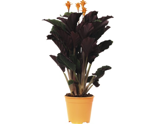 Kalátea FloraSelf Calathea crocata 'Tassmania' výška 45-50 cm květináč Ø 14 cm Modlící se rostlina s oranžovými květy v květináči