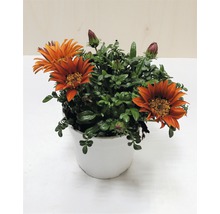 Gazánie FloraSelf Gazania rigens květináč Ø 18 cm
