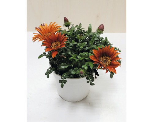 Gazánie FloraSelf Gazania rigens květináč Ø 18 cm