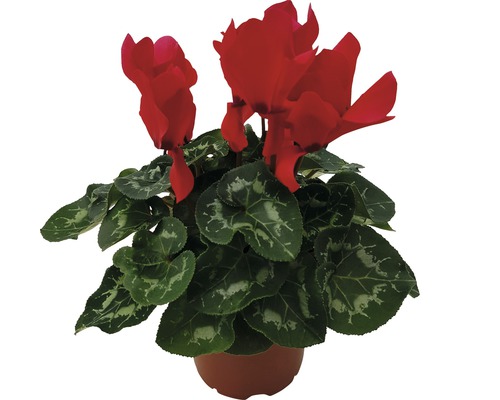 Brambořík v květináči s červenými květy a zelenými listy