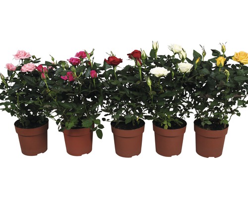 Různé růže v květináčích