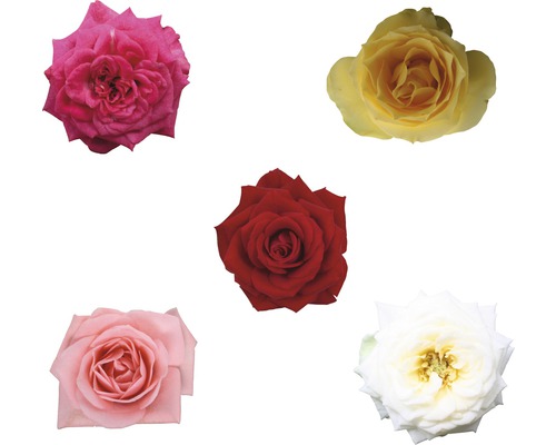 Pět květů růží v různých odstínech