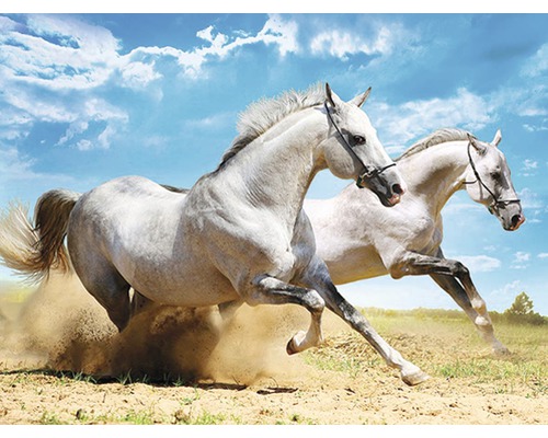 Dva běžící bílí koně na poli pod modrou oblohou