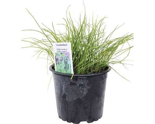 Pažitka česneková v květináči