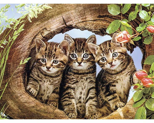 Tři koťata v kmeni stromu