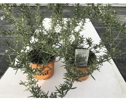 Rostlina rozmarýnu v květináčích