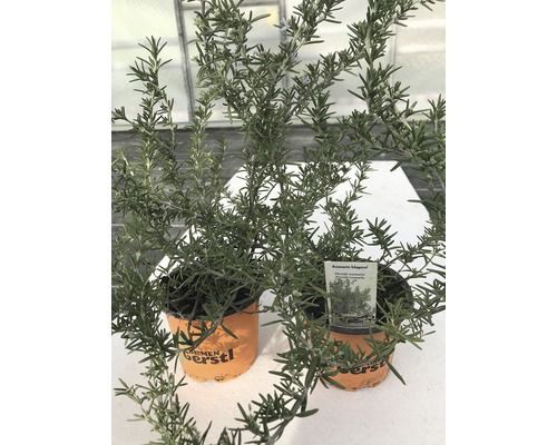 Rozmarýnová rostlina v květináči