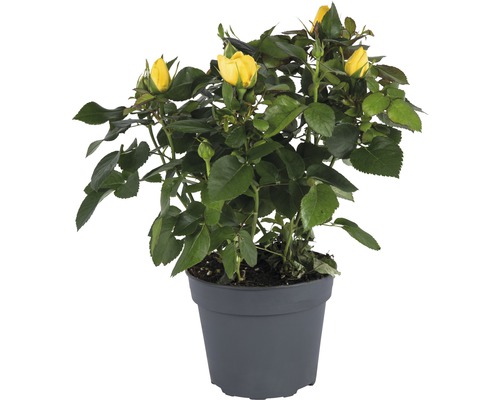 Pokojová růže žlutá FloraSelf Rosa hybrid 'Elouise' 20-25 cm květináč Ø 13 cm