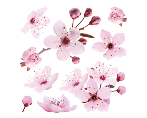 Ilustrace růžových třešňových květů a květů