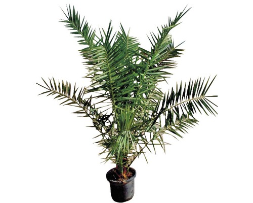 Datlovník kanárský FloraSelf Phoenix canariensis výška 100-125 cm květináč Ø 20 cm