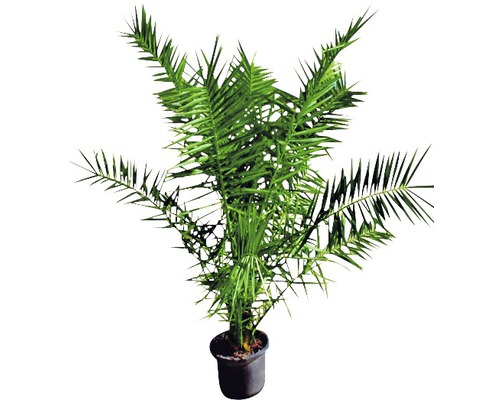 Pokojová rostlina Araukárie v květináči