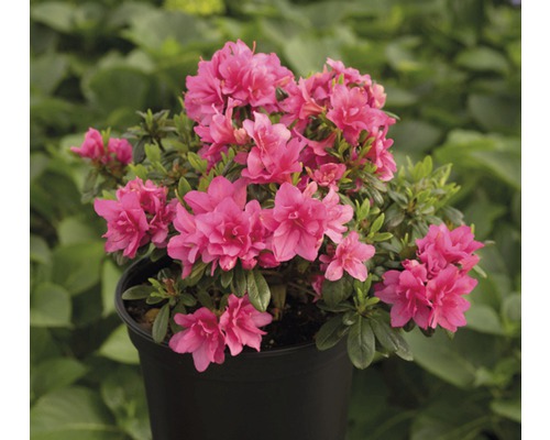 Azalka japonská FloraSelf Rhododendron obtusum výška 25-30 cm květináč 3 l růžová