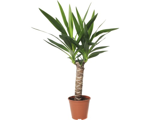 Juka obrovská FloraSelf Yucca elephantipes 60-70 cm květináč Ø 14 cm-0