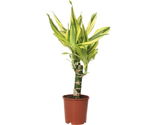 Dračinec FloraSelf Dracaena fragrans 'Yellow Coast' 40-50 cm květináč Ø 11 cm