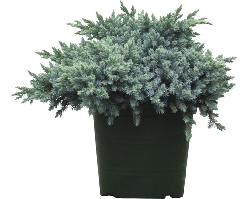 Jalovec šupinatý modrý FloraSelf Juniperus squamata 'Blue Star' 25-30 cm květináč 3,7 l