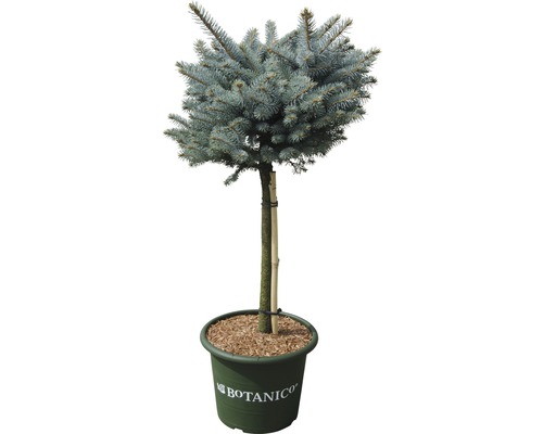 Smrk pichlavý na kmínku FloraSelf Picea pungens 'Glauca Globosa' 40 cm květináč 10 l