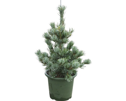 Borovice drobnokvětá modrá Botanico Pinus parviflora 'Negishi' výška 25-50 cm květináč 3,7 l