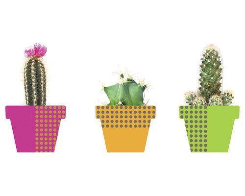 Tři kaktusy v květináčích