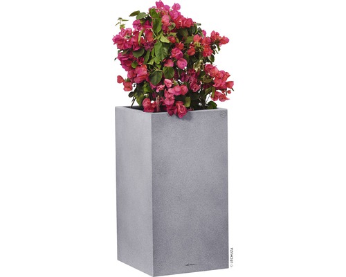 Bugenvilea v šedé květináčové nádobě