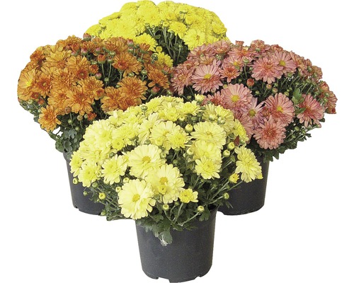 Chryzantémy různých barev v květináči