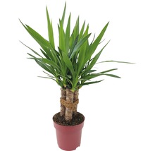 Juka obrovská, 3 kmeny FloraSelf Yucca 'Maya' výška cca 60 cm květináč Ø 19 cm