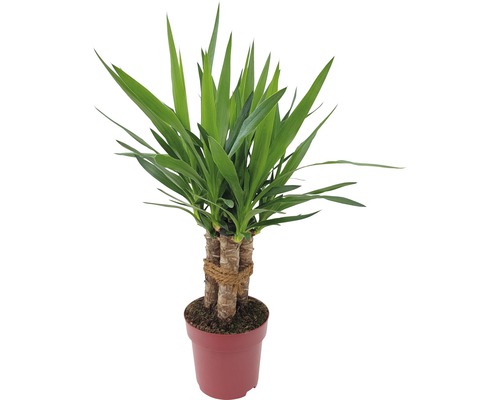 Juka obrovská, 3 kmeny FloraSelf Yucca 'Maya' výška cca 60 cm květináč Ø 19 cm Juka pokojová rostlina v květináči