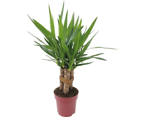 Juka obrovská, 3 kmeny FloraSelf Yucca 'Maya' výška cca 60 cm květináč Ø 19 cm