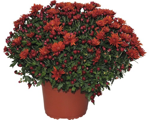 Chryzantéma v květináči