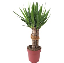 Juka obrovská, 3 kmeny FloraSelf Yucca 'Maya' výška cca 90 cm květináč Ø 24 cm