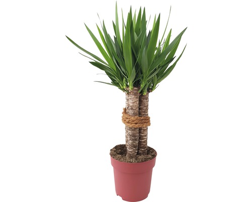 Juka obrovská, 3 kmeny FloraSelf Yucca 'Maya' výška cca 90 cm květináč Ø 24 cm Yucca pokojová rostlina v květináči