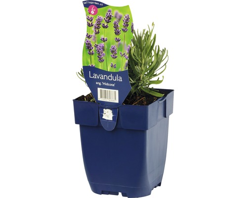 Levandule ''Hidcote'' v květináči