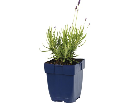 Levandule v modrém květináči