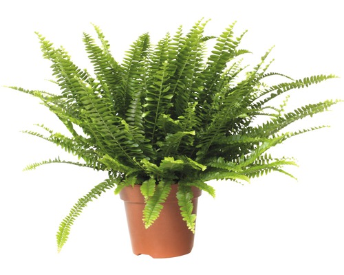 Ledviník ztepilý FloraSelf Nephrolepis exaltata 'Green Lady' 40-50 cm květináč Ø 17 cm