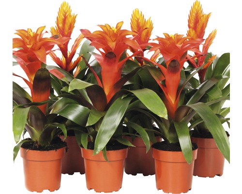 Bromélie FloraSelf Bromelia kultivar výška 43-53 cm květináč Ø 12 cm červená 1 ks, různé druhy