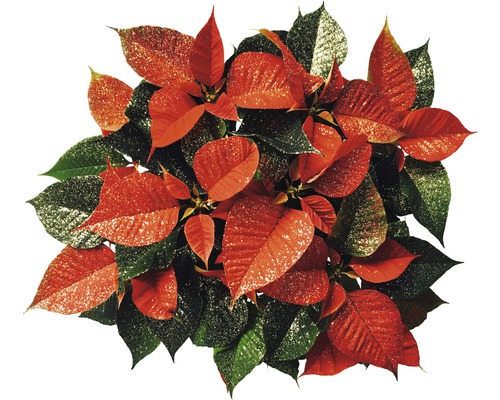 Vánoční hvězda Poinsettia jednovýhonová zlacená květináč Ø 11 cm