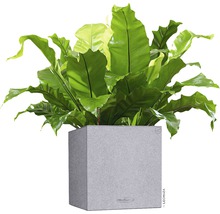 Samozavlažovací květináč plastový Lechuza Canto Stone 30 x 30 x 30 cm šedý-thumb-1