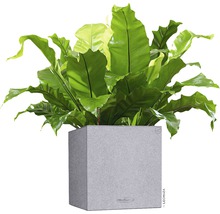 Samozavlažovací květináč plastový Lechuza Canto Stone 30 x 30 x 30 cm šedý-thumb-1 Samozavlažovací květináč plastový Lechuza Canto Stone 30 x 30 x 30 cm šedý-thumb-1