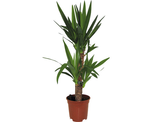 Juka obrovská FloraSelf Yucca elephantipes 65-80 cm květináč Ø 17 cm