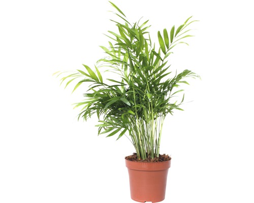 Palma horská FloraSelf Chamaedorea elegans 45-55 cm květináč Ø 12 cm