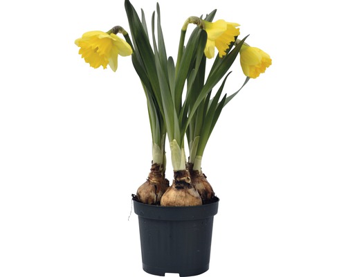 Narcis FloraSelf Narcissus pseudonarcissus 'Kiss Me' Ø 9 cm květináč